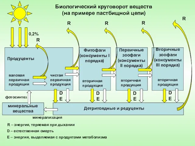 Продуценты Первичные зоофаги (консументы II порядка) Фитофаги (консументы I порядка) Вторичные зоофаги