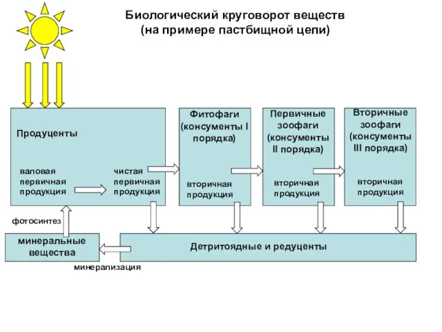 Продуценты Первичные зоофаги (консументы II порядка) Фитофаги (консументы I порядка) Вторичные зоофаги