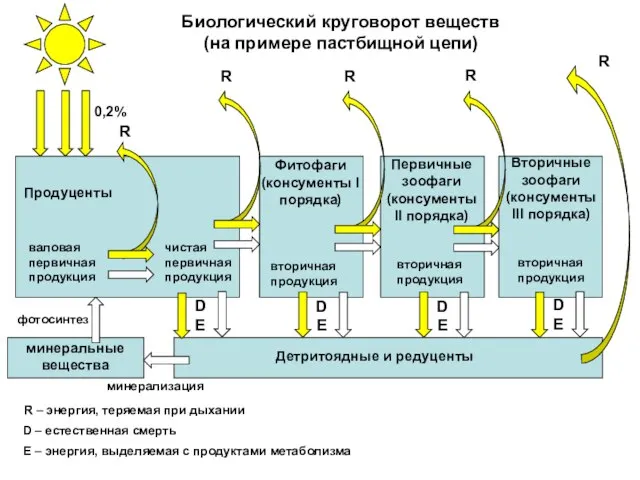 Продуценты Первичные зоофаги (консументы II порядка) Фитофаги (консументы I порядка) Вторичные зоофаги