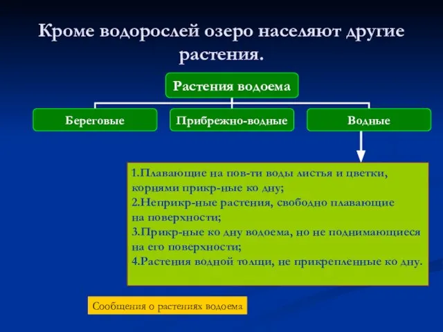 Кроме водорослей озеро населяют другие растения. 1.Плавающие на пов-ти воды листья и