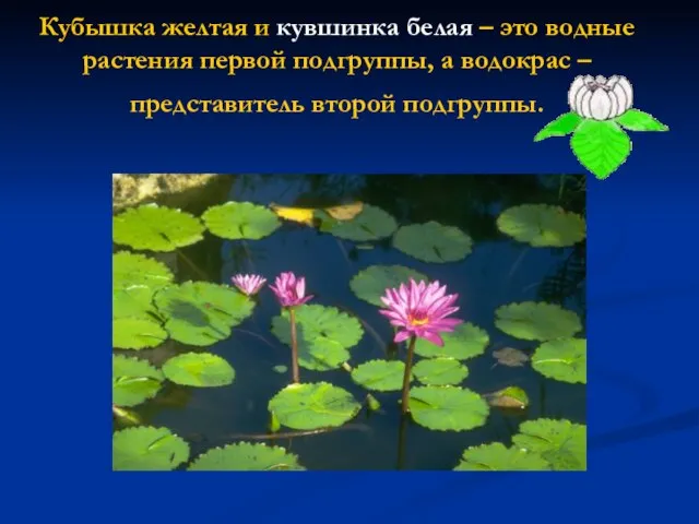 Кубышка желтая и кувшинка белая – это водные растения первой подгруппы, а