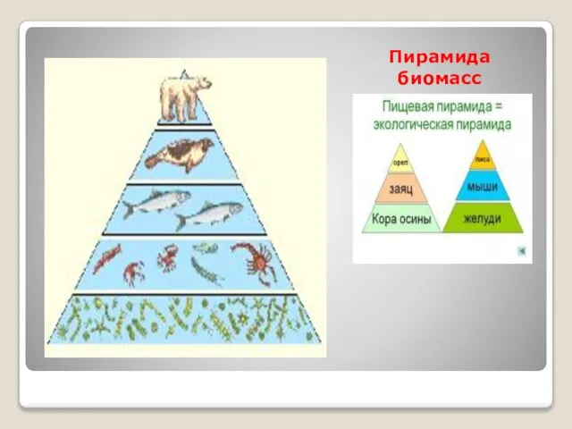 Пирамида биомасс