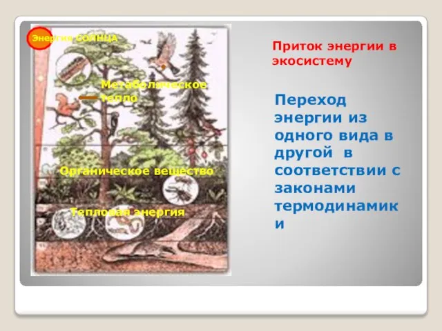 Приток энергии в экосистему Переход энергии из одного вида в другой в