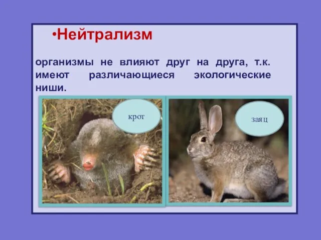 Нейтрализм организмы не влияют друг на друга, т.к. имеют различающиеся экологические ниши. заяц крот
