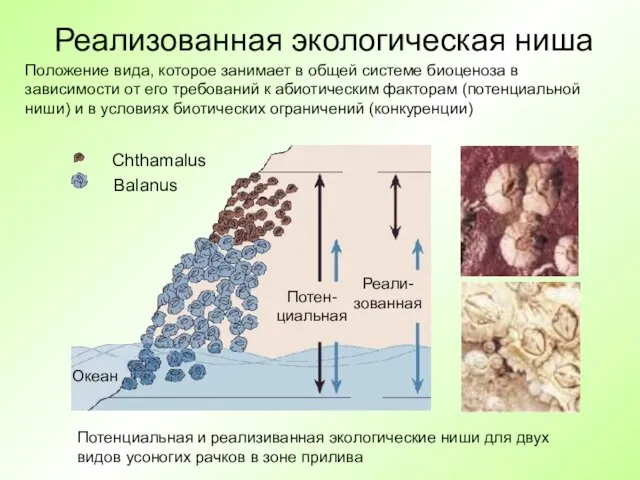 Реализованная экологическая ниша Chthamalus Balanus Океан Потен-циальная Реали-зованная Положение вида, которое занимает