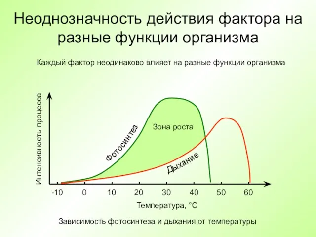 Неоднозначность действия фактора на разные функции организма Температура, °C Интенсивность процесса -10