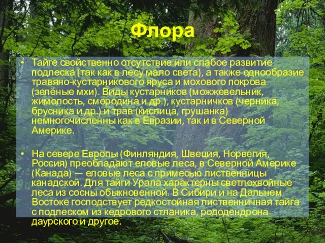 Флора Тайге свойственно отсутствие или слабое развитие подлеска (так как в лесу