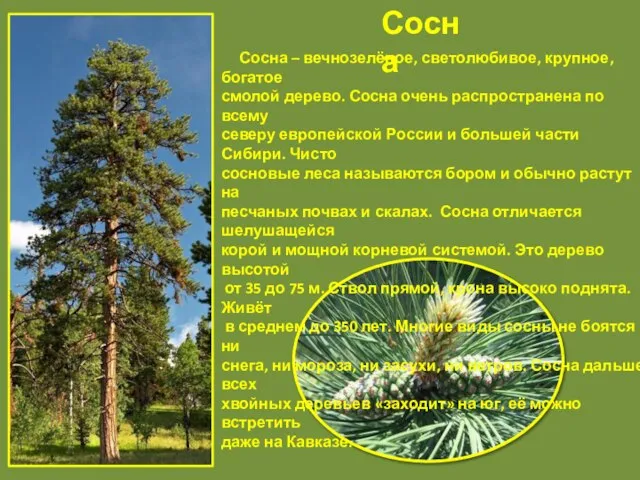 Сосна Сосна – вечнозелёное, светолюбивое, крупное, богатое смолой дерево. Сосна очень распространена