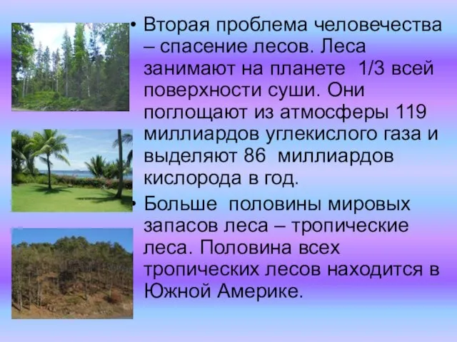 Вторая проблема человечества – спасение лесов. Леса занимают на планете 1/3 всей