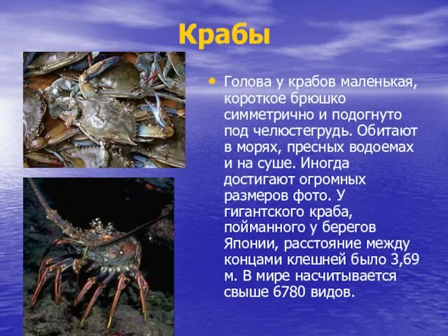 Крабы Голова у крабов маленькая, короткое брюшко симметрично и подогнуто под челюстегрудь.