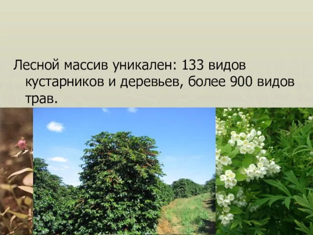 Лесной массив уникален: 133 видов кустарников и деревьев, более 900 видов трав.