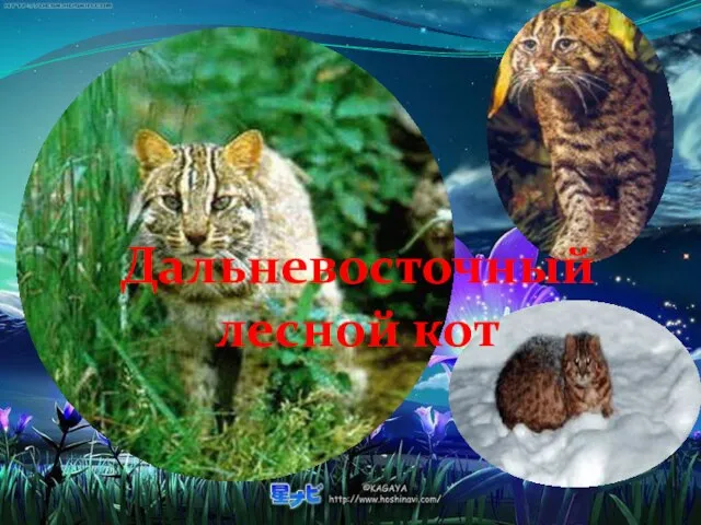 Дальневосточный лесной кот