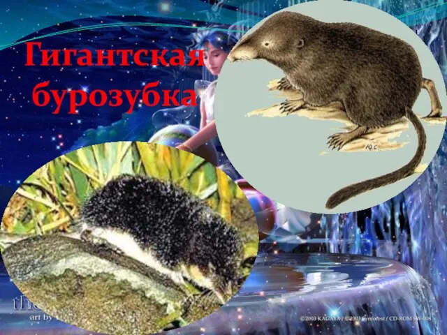 Гигантская бурозубка