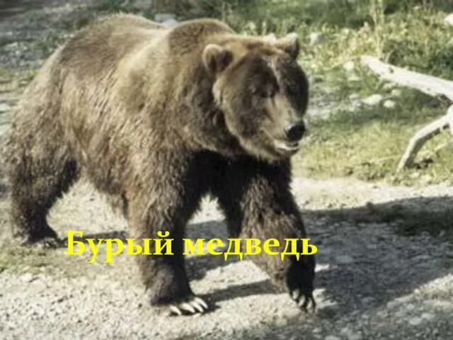 Бурый медведь