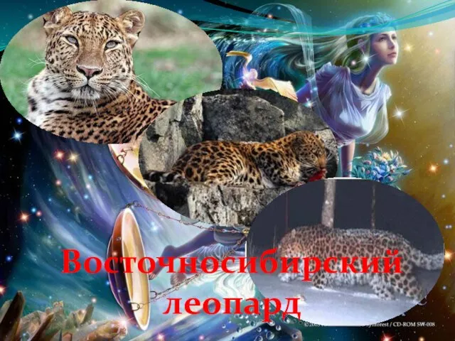 Восточносибирский леопард