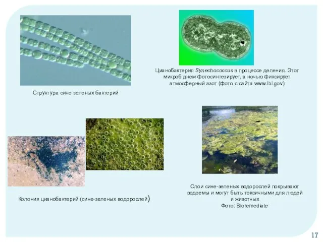Колония цианобактерий (сине-зеленых водорослей) Структура сине-зеленых бактерий Цианобактерия Synechococcus в процессе деления.