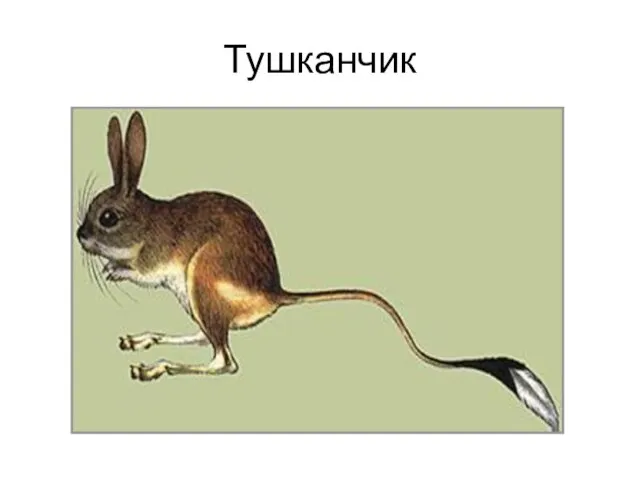 Тушканчик