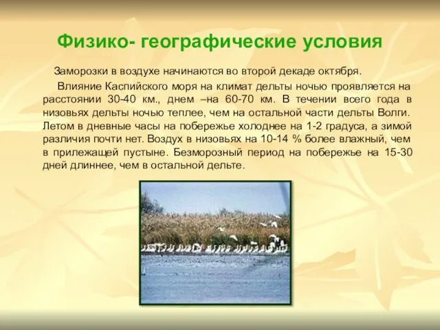 Физико- географические условия Заморозки в воздухе начинаются во второй декаде октября. Влияние