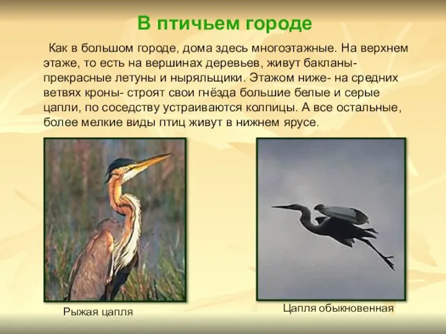 В птичьем городе Как в большом городе, дома здесь многоэтажные. На верхнем