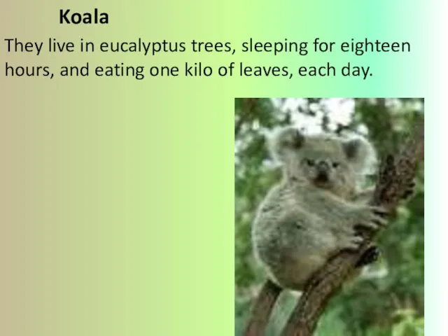 Koala They live in eucalyptus trees, sleeping for eighteen hours, and eating