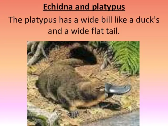 Echidna and platypus The platypus has a wide bill like a duck's