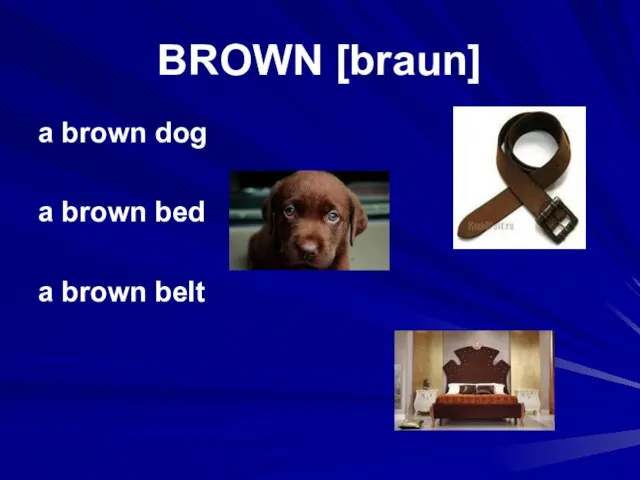 BROWN [braun] a brown dog a brown bed a brown belt