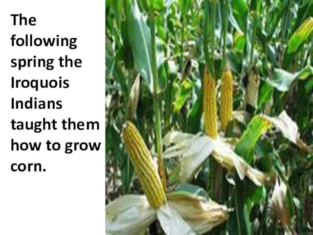 The following spring the Iroquois Indians taught them how to grow corn.