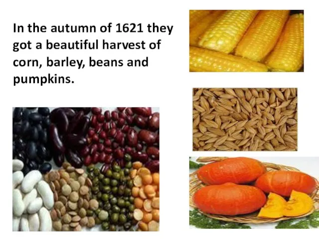 In the autumn of 1621 they got a beautiful harvest of corn, barley, beans and pumpkins.