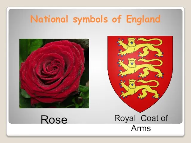 National symbols of England Royal Coat of Arms Rose