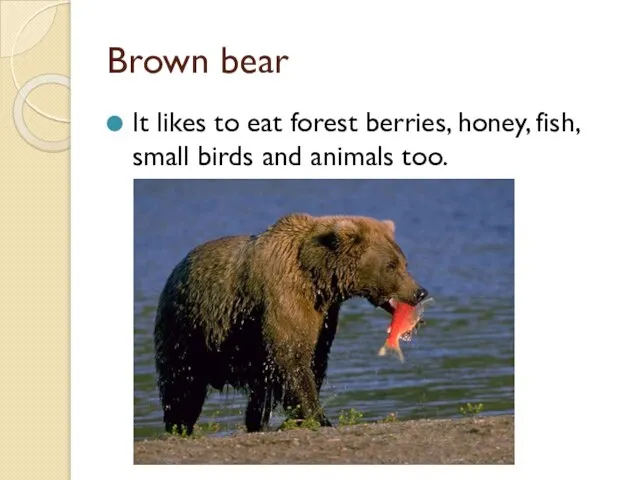 Brown bear It likes to eat forest berries, honey, fish, small birds and animals too.