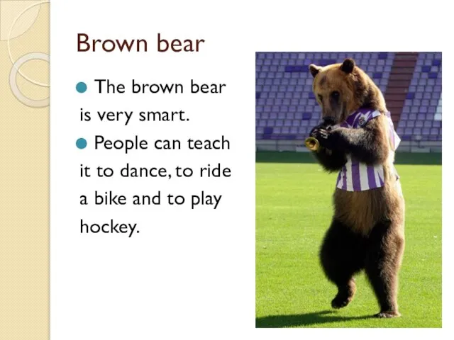 Brown bear The brown bear is very smart. People can teach it