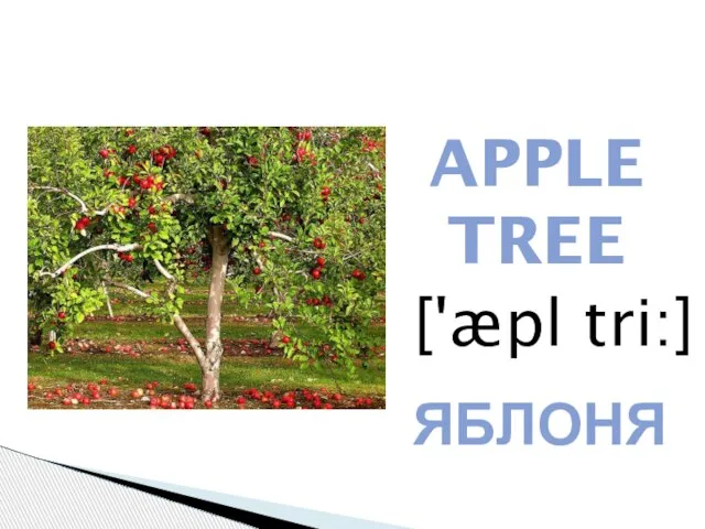 APPLE TREE ['æpl tri:] ЯБЛОНЯ