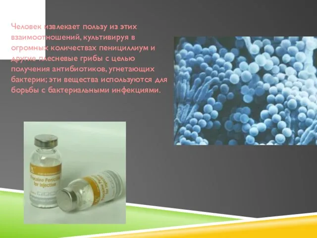 Человек извлекает пользу из этих взаимоотношений, культивируя в огромных количествах пенициллиум и
