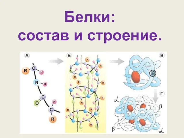 Белки: состав и строение.