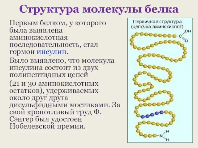 Структура молекулы белка Первым белком, у которого была выявлена аминокислотная последовательность, стал