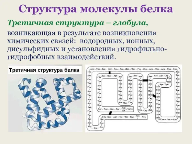 Структура молекулы белка Третичная структура – глобула, возникающая в результате возникновения химических