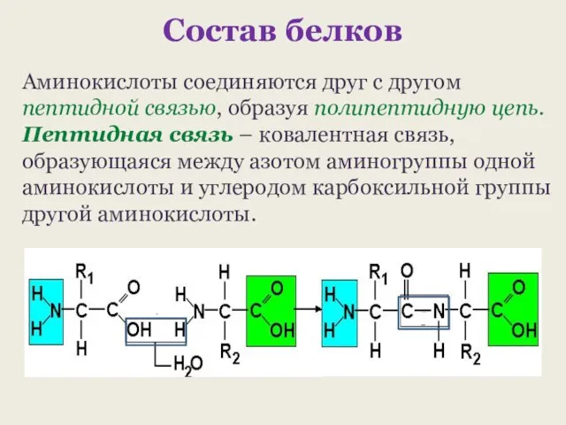 Состав белков Аминокислоты соединяются друг с другом пептидной связью, образуя полипептидную цепь.