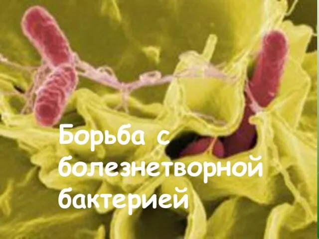 Меры борьбы Протравливание семян, дезинфекция саженцев и черенков, почвы в парниках и