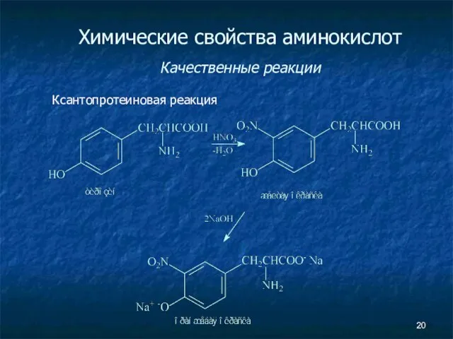 Химические свойства аминокислот Качественные реакции Ксантопротеиновая реакция