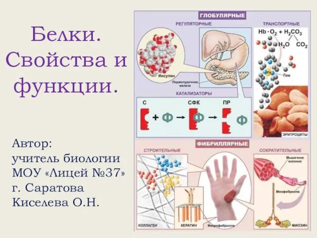 Презентация на тему Белки Свойства и функции