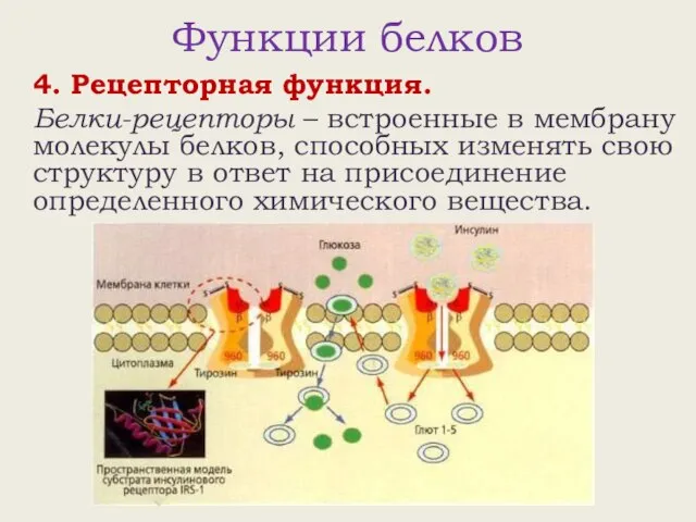 Функции белков 4. Рецепторная функция. Белки-рецепторы – встроенные в мембрану молекулы белков,