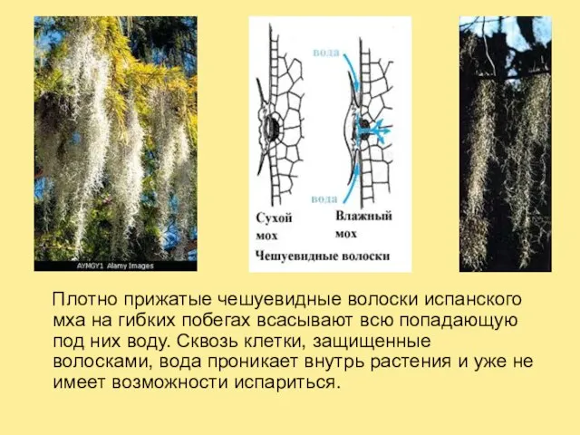 Плотно прижатые чешуевидные волоски испанского мха на гибких побегах всасывают всю попадающую