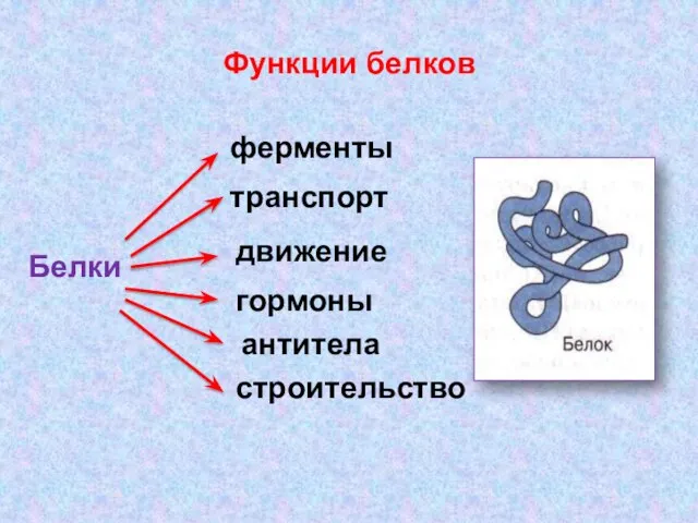 Функции белков Белки ферменты транспорт движение гормоны антитела строительство