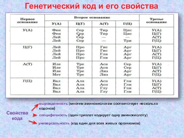 Свойства кода вырожденность (многим аминокислотам соответствует несколько кодонов) специфичность (один триплет кодирует