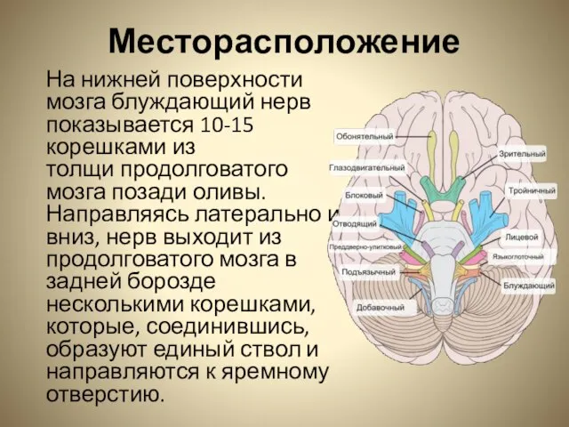 Месторасположение На нижней поверхности мозга блуждающий нерв показывается 10-15 корешками из толщи