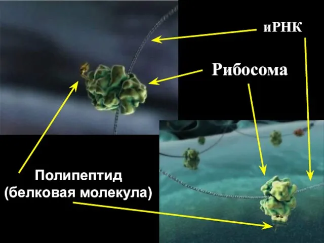 Рибосома Полипептид (белковая молекула) иРНК