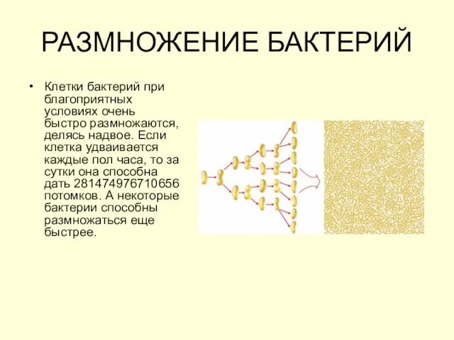 РАЗМНОЖЕНИЕ БАКТЕРИЙ Клетки бактерий при благоприятных условиях очень быстро размножаются, делясь надвое.