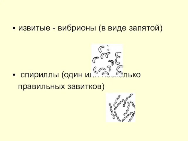 извитые - вибрионы (в виде запятой) спириллы (один или несколько правильных завитков)