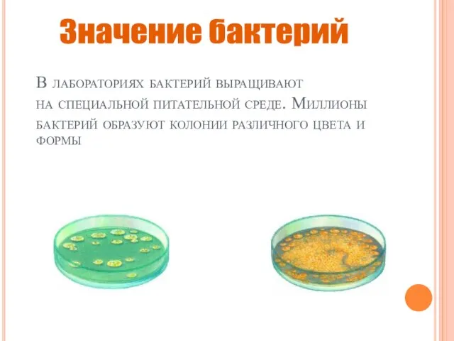 В лабораториях бактерий выращивают на специальной питательной среде. Миллионы бактерий образуют колонии