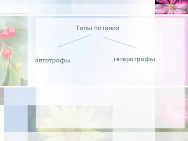 Типы питания автотрофы гетеротрофы